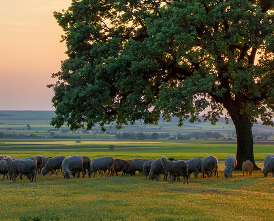 sheep near an oak in the sunset sheep near an oak in the sunset